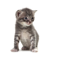 Image showing Baby Cute Kitten on a White Background