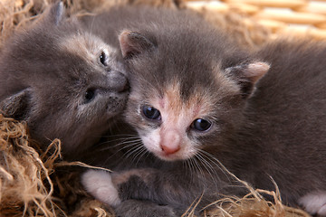 Image showing Newborn Kitten in a Basket