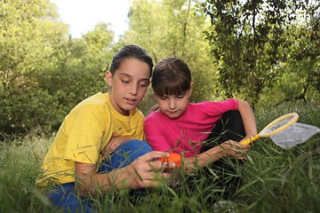 Image showing Bug Hunting in the Woods