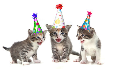 Image showing Birthday Song Singing Kittens on White Background