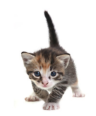 Image showing Baby Cute Kitten on a White Background