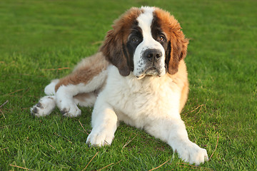 Image showing Cute Saint Bernard Purebred Puppy 