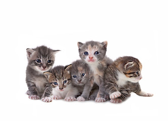 Image showing Cute Newborn Baby Kittens Easily Isolated on White