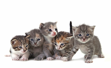 Image showing Cute Newborn Baby Kittens Easily Isolated on White