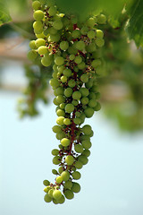 Image showing grapes on the vine