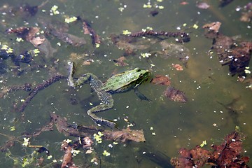 Image showing Green frog in water