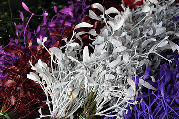 Image showing color mistletoe