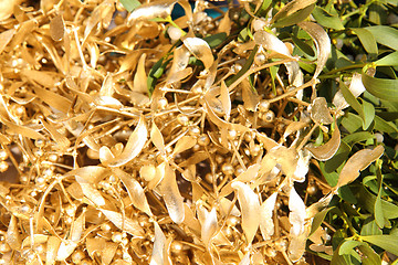 Image showing golden mistletoe