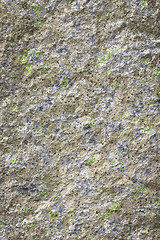 Image showing old stone lichen background