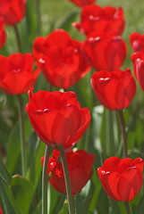 Image showing Tulips