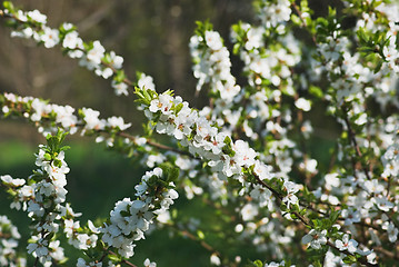 Image showing Apricot bloom