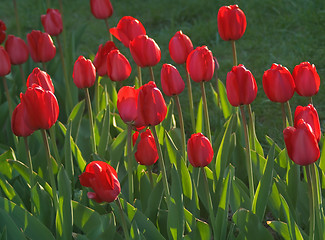 Image showing Tulips