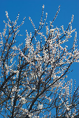 Image showing apricot bloom.