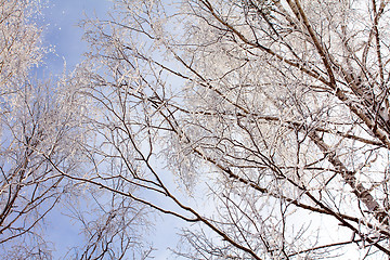 Image showing Trees in snow