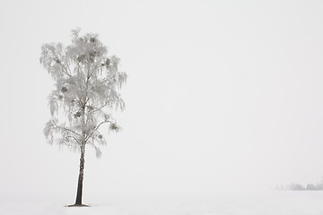 Image showing Birch (winter)