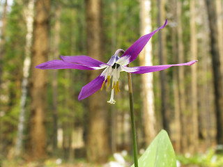 Image showing Adder's-tongue flower in the pine forest