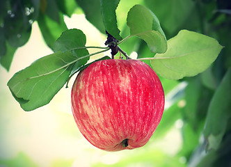 Image showing bright tasty apple