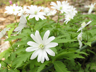 Image showing Anemone silvestris