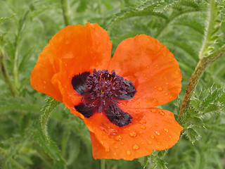 Image showing Red poppy. The close-up of poppy flower.