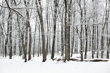 Image showing Winter Forest