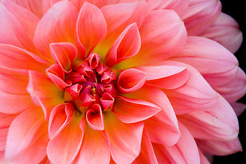 Image showing Dahlia