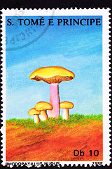 Image showing SÃ£o TomÃ© Postage Stamp Wood Blewit, Clitocybe Nuda, Rhodopaxil