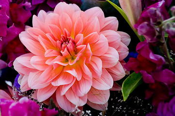 Image showing Dahlia