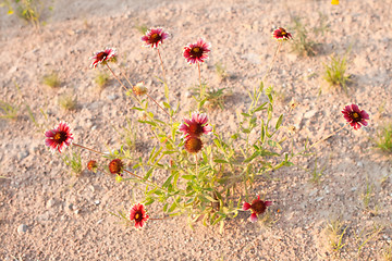 Image showing Gaillardia aristata Growing in the Desert, New Mexico