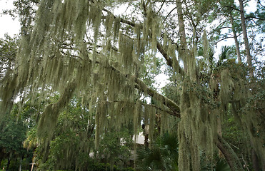 Image showing Spanish Moss Hanging from Live Oak, Hilton Head, South Carolina