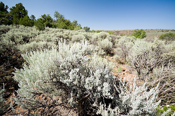 Image showing Sagebrush on Hillside in New Mexico Desert, USA
