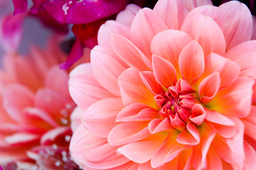 Image showing Dahlia