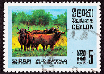 Image showing Ceylon Sri Lanka Postage Stamp Asian Water Buffalo Bubalus Bubal