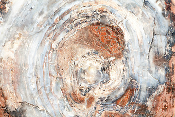 Image showing Full Frame Close Up Cross Section Petrified Wood Tree Rings