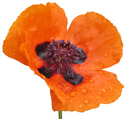 Image showing Red poppy. Isolated
