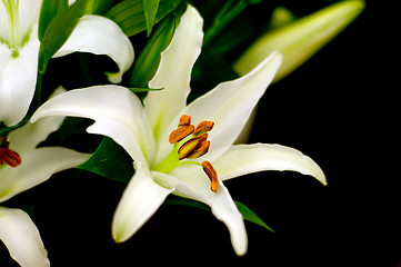 Image showing White lilly