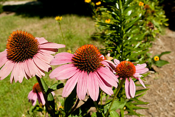 Image showing Pink Coneflowers 'Magnus'  Echinacea