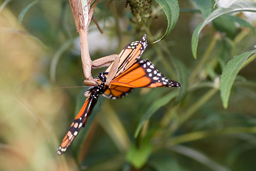 Image showing Upside down Praying Mantis Eating Monarch Butterfly