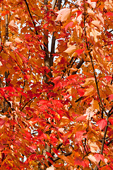 Image showing Full Frame Bunch Orange Autumn Maple Leaves Tree