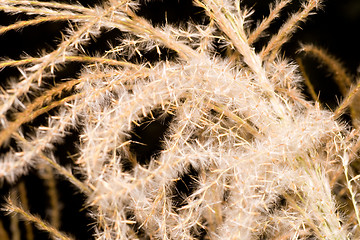 Image showing Seed on Ornamental Grass in the Fall