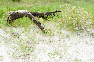 Image showing Driftwood, Sand and Seagrass on Beach Hilton Head, South Carolin