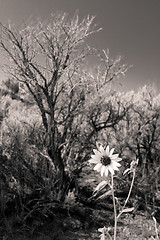 Image showing Black and White Sunflower Sagebrush New Mexico