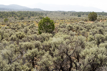 Image showing Sagebrush NM Desert Sangre De Cristo Mountains 