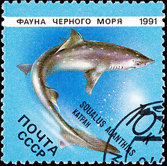 Image showing Post Stamp Spiny Dogfish Shark, Squalus Acanthias