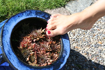 Image showing A foot on a pot with sedum