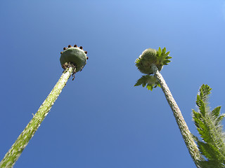 Image showing Seedcases of poppy on blue sky background.