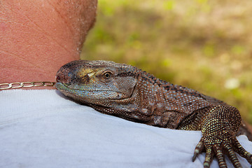 Image showing Pet Black Throat Monitor Lizard