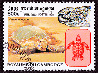 Image showing Cambodian Postage Stamp Green Sea Turtle, Chelonia Mydas On Beac