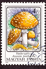 Image showing Post Stamp Amanita Pantherina Panther Cap Mushroom