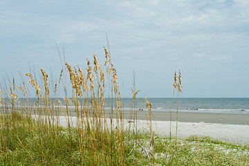 Image showing Sea Oat Grass, Sand Dune, Overlooking Ocean, Hilton Head Beach