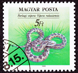 Image showing Hungarian Postage Stamp Danubian Meadow Viper Vipera ursinii, ra